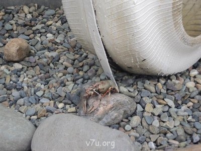 Украшения для участка - фото для распечатки 235.jpg