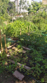 Под каждый кусок капает вода,