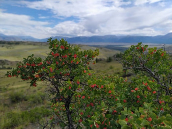 Настоящий таёжный мёд и другие полезные дары Алтая - Mnpuip9yt8k.jpg