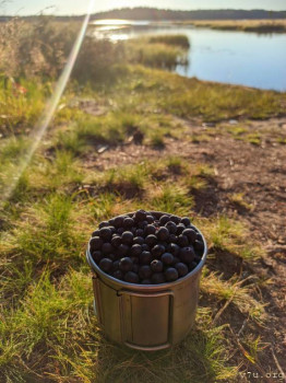 Карельская голубика