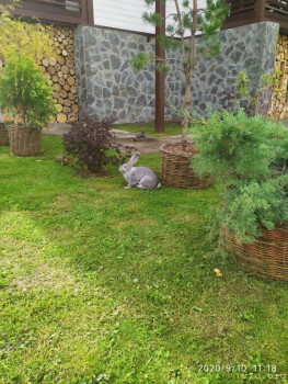 Живой) одичавший) сбежал с фермы и живет самостоятельно))