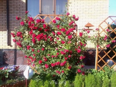 Это моя красавица плетистая