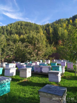 И снова про Белку  - IMG_20200915_170038.jpg