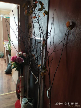 И снова про Белку  - IMG_20201005_151511.jpg