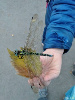 Эту стрекозочку нашли по дороге со школы.