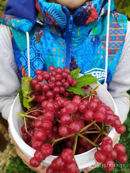 И снова про Белку  - IMG_20201007_172153.jpg