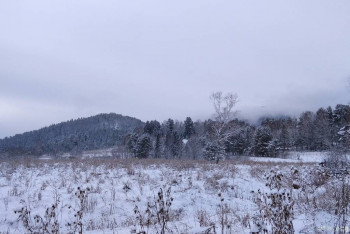 Настоящий таёжный мёд и другие полезные дары Алтая - IMG_20201121_115828_1.jpg