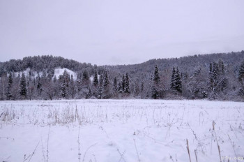 Настоящий таёжный мёд и другие полезные дары Алтая - IMG_20201121_120826_1.jpg