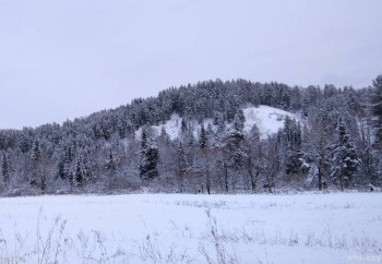 Настоящий таёжный мёд и другие полезные дары Алтая - IMG_20201121_120834_1.jpg