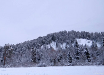 Настоящий таёжный мёд и другие полезные дары Алтая - IMG_20201121_120838.jpg