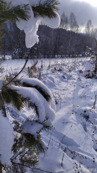 Настоящий таёжный мёд и другие полезные дары Алтая - IMG_20201124_124606_BURST4.jpg