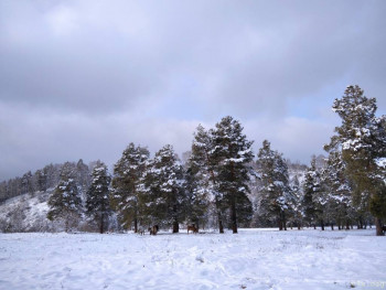 Настоящий таёжный мёд и другие полезные дары Алтая - IMG_20201124_135419_1.jpg
