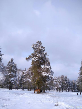 Настоящий таёжный мёд и другие полезные дары Алтая - IMG_20201124_135450.jpg