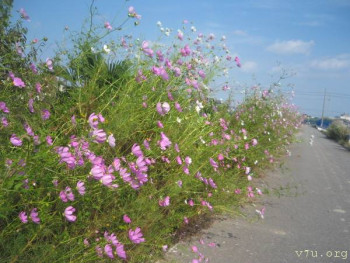 Япония.Жизнь и воспитание детей - 105.JPG