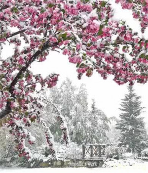  мальчика хотите?  - ОткрыткаЗима4.jpg