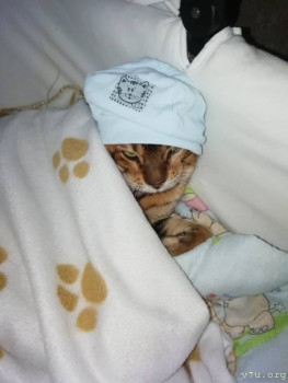 Домашние животные-чистота и безопасность. - UhcqwNKD9WA.jpg