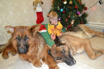 Домашние животные-чистота и безопасность. - DSC_1330.JPG