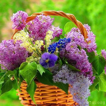 Япония.Жизнь и воспитание детей - ура.jpg