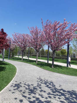 Разделение сиблингов. За и против. - 20210501_124024.jpg