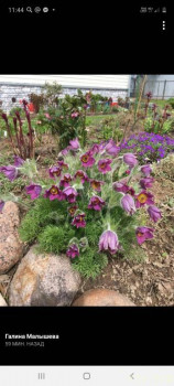 Сон-трава прострел  - Screenshot_20210504-114416_Facebook.jpg