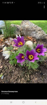 Сон-трава прострел  - Screenshot_20210504-114439_Facebook.jpg