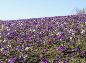 Сон-трава прострел  - 074.jpg