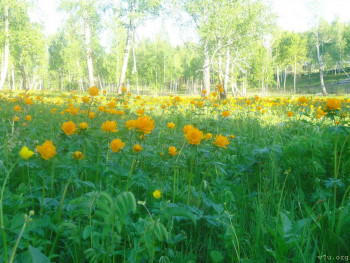 Сон-трава прострел  - 406.jpg