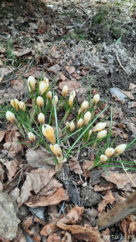 Сон-трава прострел  - 20210419_171706.jpg