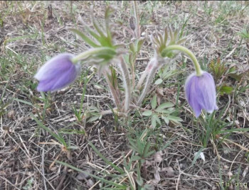 Сон-трава прострел  - 20210505_124622.jpg