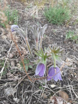 Сон-трава прострел  - 20210505_124600.jpg