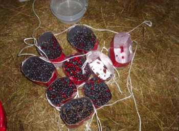 Совместный досуг в православной среде. - черника 10.jpg