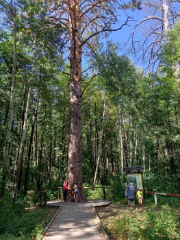 Это - сосна- великан,  а маленькое красненькое- я