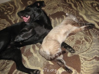 Наши любимые домашние питомцы - Лапу прижал..и дрыхнет.jpg