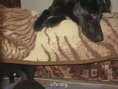 Наши любимые домашние питомцы - мне сверху видно всё.jpg