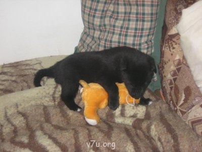 Наши любимые домашние питомцы - загррррызу.jpg