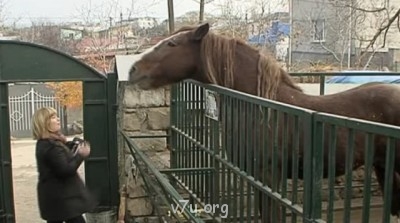 Убит ребенок. Еще один... - tancujushhij-straus-japonskij-makak-mini-lev-a_2_1.jpg