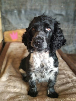 Ищу дом замечательной собачке породы кокер спаниэль Новосибирск, Барнаул и рядом - 8CErj4LMPQk.jpg