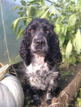 Ищу дом замечательной собачке породы кокер спаниэль Новосибирск, Барнаул и рядом - cs_1U5wDbpo.jpg