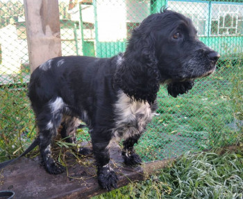 Ищу дом замечательной собачке породы кокер спаниэль Новосибирск, Барнаул и рядом - FmKM7fRa55k.jpg