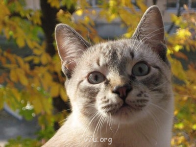 Наши любимые домашние питомцы - Grisha 016.jpg