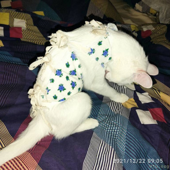 Моя история. Приёмный ребенок-младенец. - IMG_20211222_090511.jpg