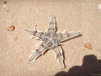 Выезд за границу с опекаемым - IMG_20220122_231821.jpg