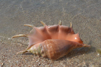 Выезд за границу с опекаемым - IMG_20220122_231737.jpg