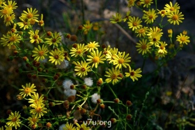 Летний отдых - DSC_0626.JPG