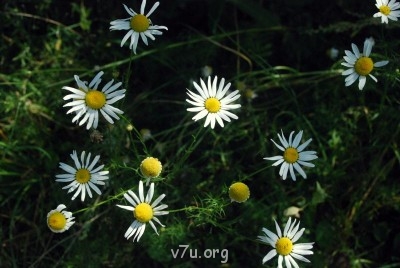 Летний отдых - DSC_0659.JPG