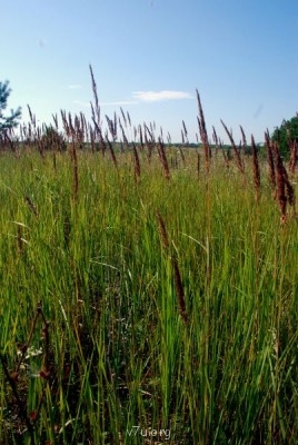 Летний отдых - DSC_0631.JPG