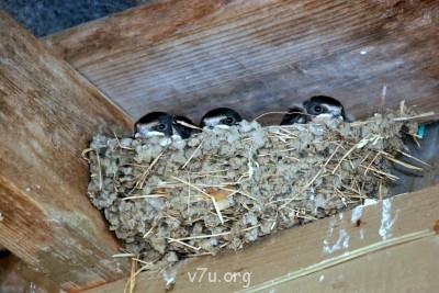 Летний отдых - DSC_0493.JPG