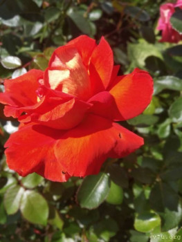 Япония.Жизнь и воспитание детей - Wx9_2IPrTp4.jpg