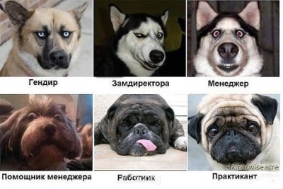 Генератор хорошего настроения - imageB7YDHNVZ.jpg