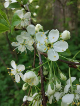 Безвозмездная опека. - OJZ8iChAYnIBb3KWvyqpkWrRjkd6PDrWeeLGm1j-m0FDgM3aivgmkN59tHzMBAauwgqZhAL2msfzRScG58PEjp5f.jpg
